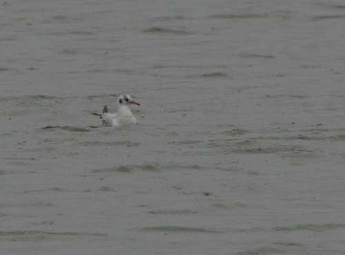Chroicocephalus ridibundus - Photo (c) Jaume Piera, some rights reserved (CC BY-NC)