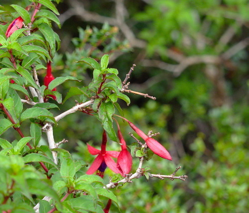 Hummingbird Fuchshia - Photo (c) Jaume Piera, some rights reserved (CC BY-NC)