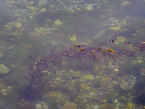 Kelps - Photo (c) Jaume Piera, some rights reserved (CC BY-NC)