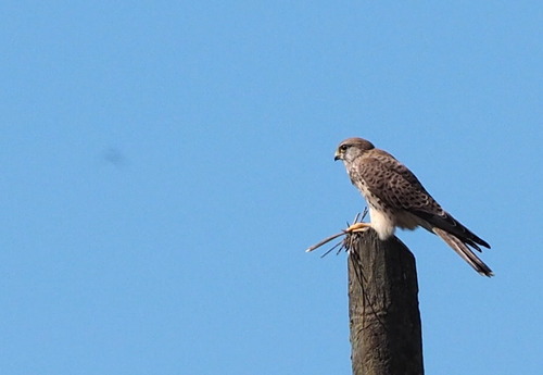 Falco tinnunculus - Photo (c) Jaume Piera, some rights reserved (CC BY-NC)