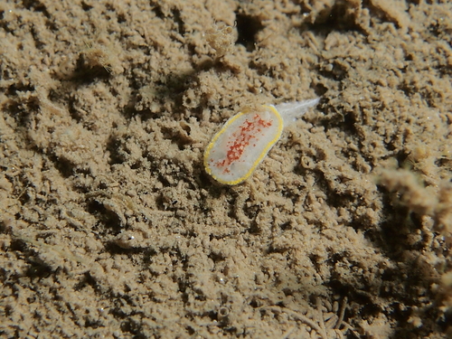 Diaphorodoris luteocincta - Photo (c) xavi salvador costa, some rights reserved (CC BY-NC)
