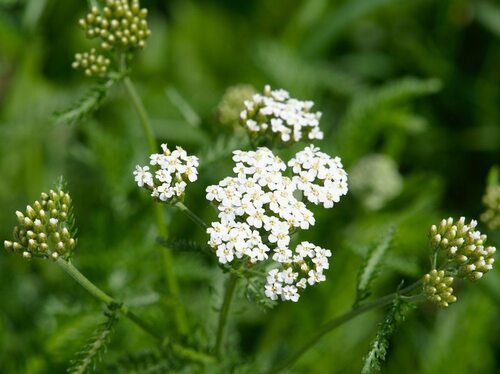 Common Yarrow - Photo (c) Jaume Piera, some rights reserved (CC BY-NC)