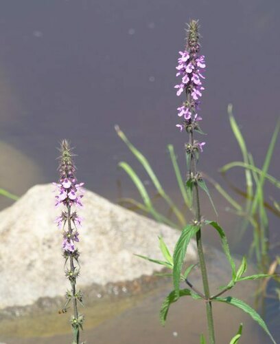 Purple Loosestrife - Photo (c) Jaume Piera, some rights reserved (CC BY-NC)