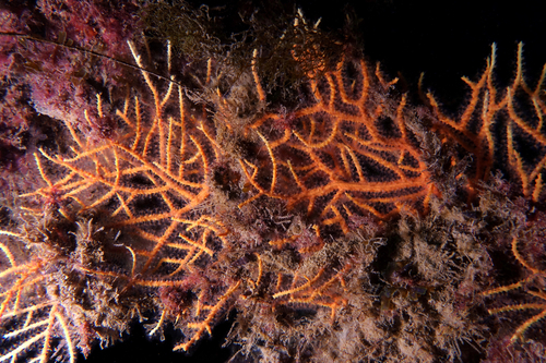 Leptogorgia sarmentosa - Photo (c) oriol_d, all rights reserved