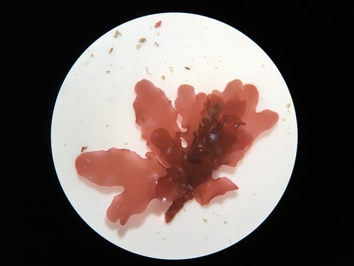 Cryptopleura ramosa - Photo (c) reyes33, some rights reserved (CC BY-NC)