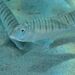 Striped Seabream - Photo (c) xavi salvador costa, some rights reserved (CC BY-NC), uploaded by xavi salvador costa