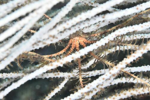 Mediterranean Feather Star - Photo (c) xavi salvador costa, some rights reserved (CC BY-NC)