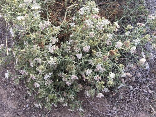 Spinose Pickling Herb - Photo (c) Anèl·lides, serveis ambientals marins, some rights reserved (CC BY-NC)