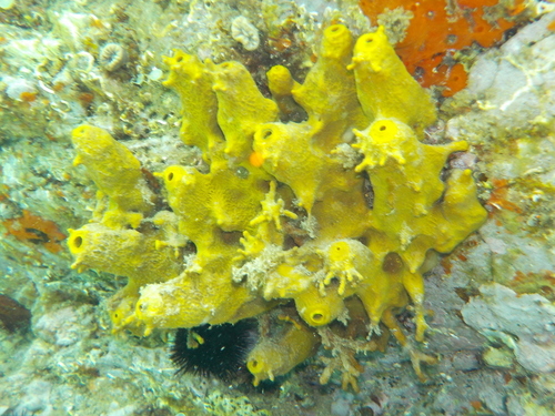 Aplysina aerophoba - Photo (c) Anèl·lides, serveis ambientals marins, some rights reserved (CC BY-NC)