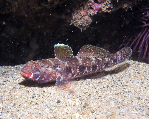 Gobius cruentatus - Photo (c) oriol_d, all rights reserved