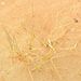 Sand Couch-Grass - Photo (c) xavi salvador costa, some rights reserved (CC BY-NC), uploaded by xavi salvador costa