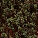 Sea Knotgrass - Photo (c) xavi salvador costa, some rights reserved (CC BY-NC), uploaded by xavi salvador costa