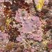 Lithophyllum incrustans - Photo (c) xavi salvador costa, some rights reserved (CC BY-NC), uploaded by xavi salvador costa