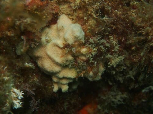 Celleporina - Photo (c) xavi salvador costa, some rights reserved (CC BY-NC)
