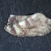 Noah's Ark Shell - Photo (c) Guillermo Alvarez Lerma, some rights reserved (CC BY-NC), uploaded by Guillermo Alvarez Lerma