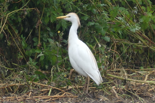 Bubulcus ibis - Photo (c) mediambient_ajelprat, some rights reserved (CC BY-NC)