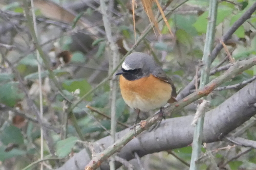 Common Redstart - Photo (c) mediambient_ajelprat, some rights reserved (CC BY-NC)