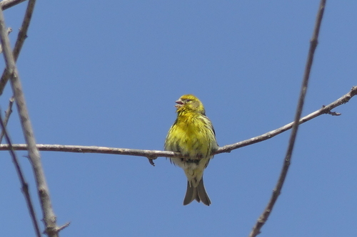Serinus serinus - Photo (c) mediambient_ajelprat, some rights reserved (CC BY-NC)