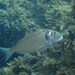 Gilthead Seabream - Photo (c) Guillem Mayor Samarra, some rights reserved (CC BY-NC), uploaded by Guillem Mayor Samarra
