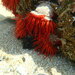 Phymactis papillosa - Photo (c) Judith Camps-Castella, some rights reserved (CC BY-NC), uploaded by Judith Camps-Castella