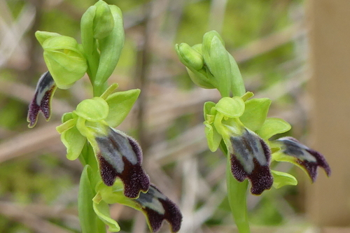 Bee Orchids - Photo (c) mediambient_ajelprat, some rights reserved (CC BY-NC)
