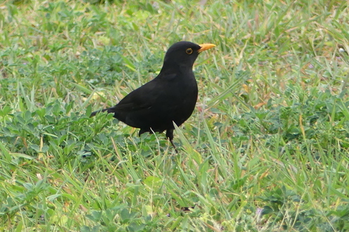Eurasian Blackbird - Photo (c) mediambient_ajelprat, some rights reserved (CC BY-NC)