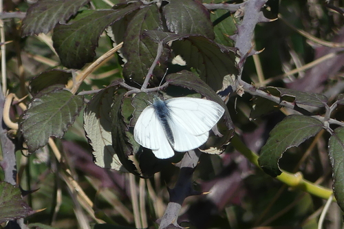 Pieris napi - Photo (c) mediambient_ajelprat, some rights reserved (CC BY-NC)