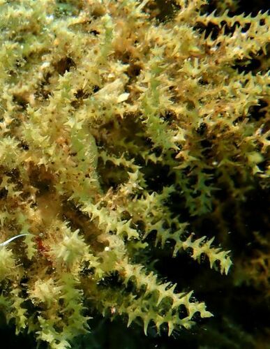 Gongolaria squarrosa - Photo (c) Guillermo Alvarez Lerma, some rights reserved (CC BY-NC)