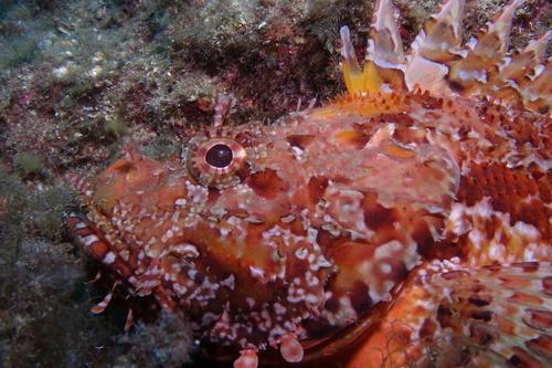 Scorpaena scrofa - Photo (c) oriol_d, all rights reserved