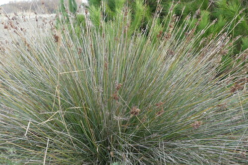 Juncus acutus - Photo (c) mediambient_ajelprat, some rights reserved (CC BY-NC)