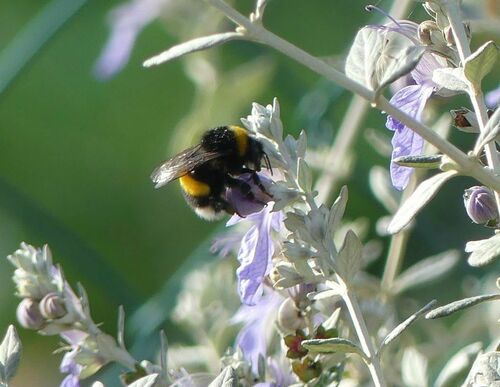 Bombus - Photo (c) mediambient_ajelprat, some rights reserved (CC BY-NC)