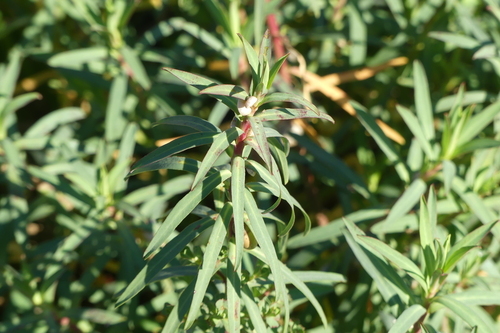 Carnation Spurge - Photo (c) mediambient_ajelprat, some rights reserved (CC BY-NC)