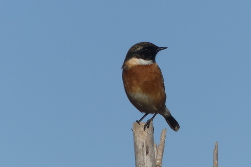 European Stonechat - Photo (c) mediambient_ajelprat, some rights reserved (CC BY-NC)
