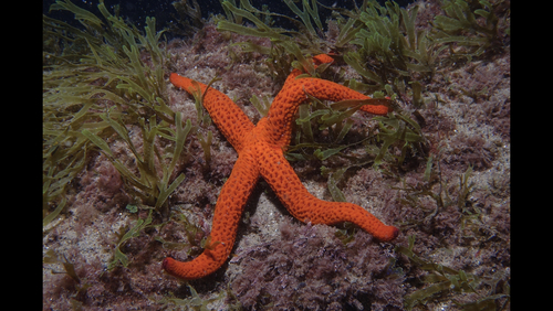 Echinaster sepositus - Photo (c) oriol_d, all rights reserved