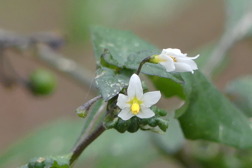 Black Nightshade - Photo (c) mediambient_ajelprat, some rights reserved (CC BY-NC)