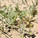 Small Carrot - Photo (c) Alba Barrera, some rights reserved (CC BY-NC), uploaded by Alba Barrera