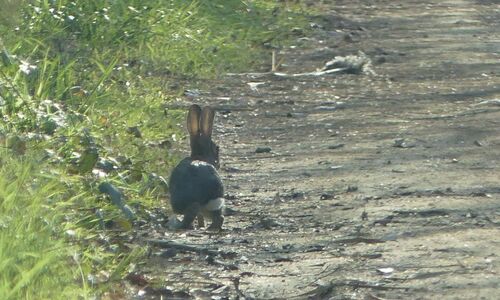 Oryctolagus cuniculus - Photo (c) mediambient_ajelprat, some rights reserved (CC BY-NC)