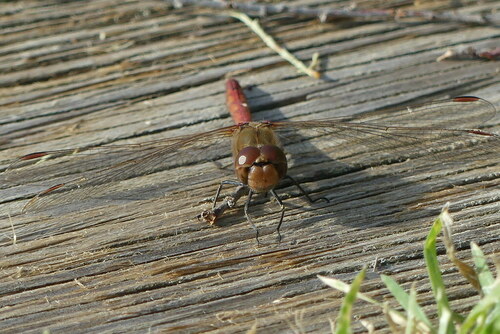 Nomad - Photo (c) mediambient_ajelprat, some rights reserved (CC BY-NC)