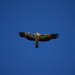 Booted Eagle - Photo (c) Cristina i Su, some rights reserved (CC BY-NC-SA), uploaded by Cristina i Su