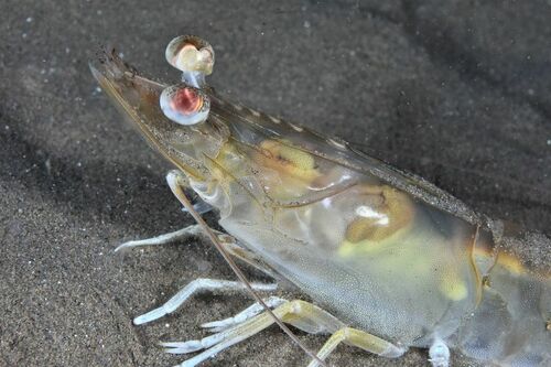 Caramote Prawn - Photo (c) xavi salvador costa, some rights reserved (CC BY-NC)