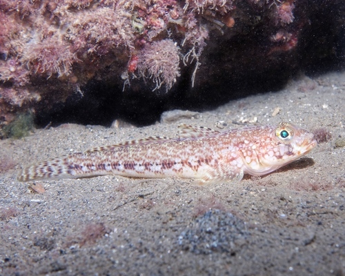 Gobius geniporus - Photo (c) oriol_d, all rights reserved