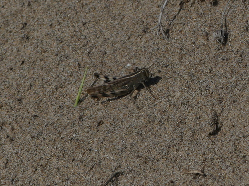 Heteracris littoralis - Photo (c) mediambient_ajelprat, some rights reserved (CC BY-NC)