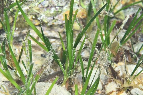 Eelgrasses - Photo (c) xavi salvador costa, some rights reserved (CC BY-NC)