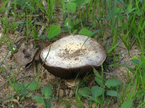 Field and Button Mushrooms - Photo (c) mediambient_ajelprat, some rights reserved (CC BY-NC)
