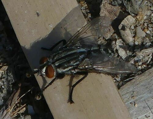 Common Flesh Fly - Photo (c) mediambient_ajelprat, some rights reserved (CC BY-NC)