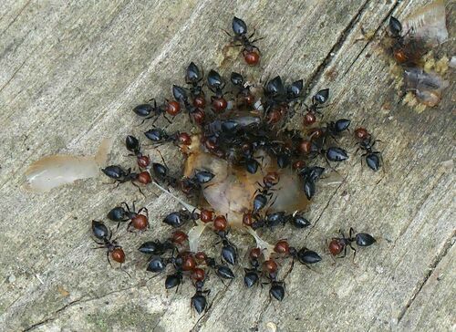 Mediterranean Acrobat Ant - Photo (c) mediambient_ajelprat, some rights reserved (CC BY-NC)