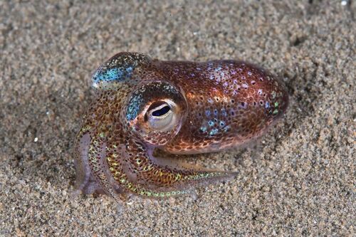 Dwarf Bobtail - Photo (c) xavi salvador costa, some rights reserved (CC BY-NC)