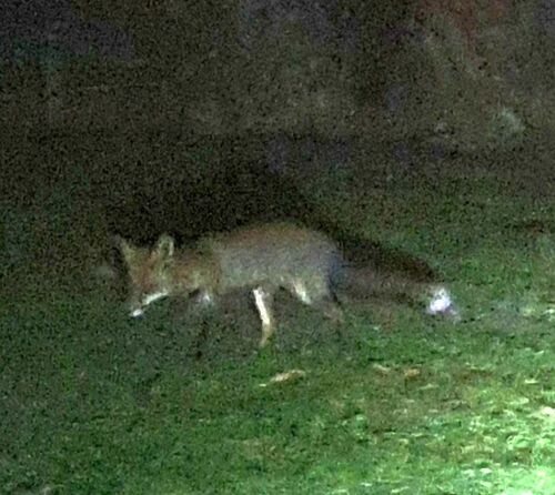 Red Fox - Photo (c) mediambient_ajelprat, some rights reserved (CC BY-NC)