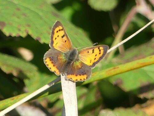 Lycaena phlaeas - Photo (c) mediambient_ajelprat, some rights reserved (CC BY-NC)