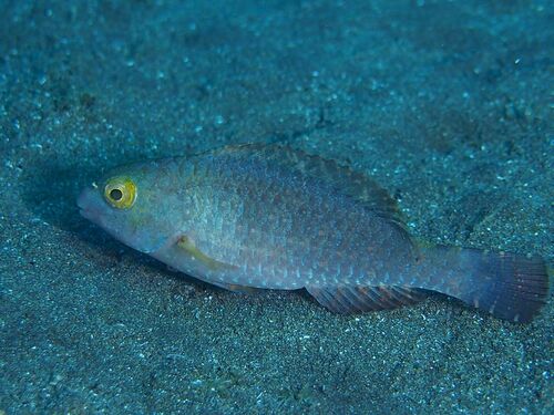 Sparisoma cretense - Photo (c) xavi salvador costa, all rights reserved